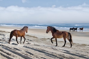 famous wild horses