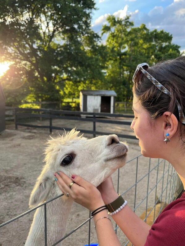 Join us for Chores N Tour and grab a kiss from Fonzie