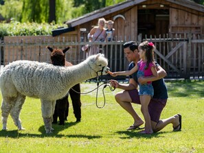 Plant, Tree, Leisure, Sheep, Grass, Summer
