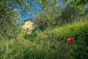 External view of the building. Alone in the olive grove