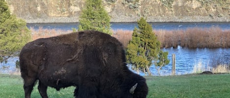 Bison enjoying an evening snack. Photo taken from the patio of The Grizzly Den.