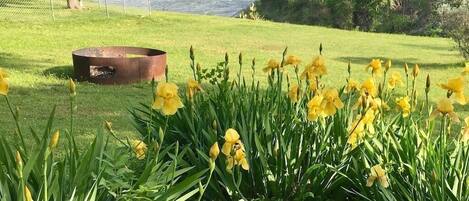 Irises in the Spring!