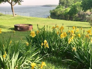 Irises in the Spring!