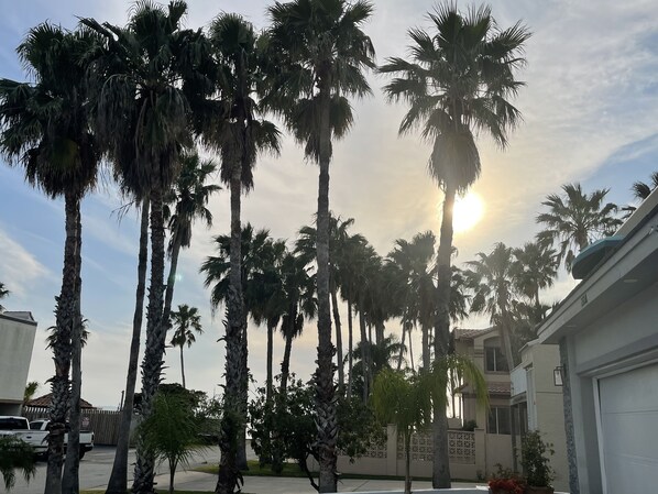            ~CASA DE LAS PALMAS~