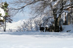 Overnatningsstedets område