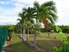 Les palmiers du jardin qui vous accompagnent jusqu’à l’entrée de la villa