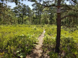 Backyard path to the pond