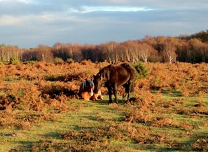 Wild ponies in the New Forest