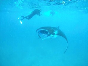 Manta