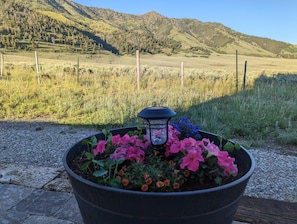 Patio pretties.