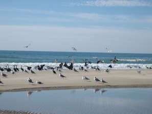 Playa Encanto/La Jolla. Bird watching from your beachfront.