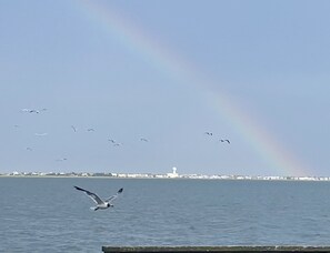 where everything is rainbows and butterflies (ahem, birds)

