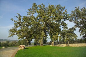 Baum, Einfach, Gehölz, Grundstueck, Kofferraum, Wiese, Park, Schatten, Wiese, Bank