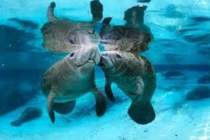 Divers
