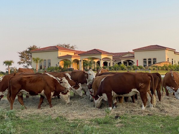 Our home and Hereford cows await you!