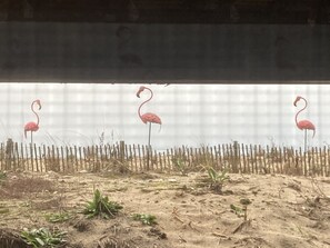 Dancing flamingos in the dunes – view from first floor master bedroom