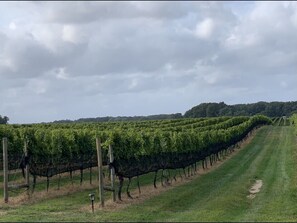 Vineyard down the street and many in close proximity to the house