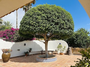 Woody Plant, Flowerpot, Garden, Shade, Landscaping, Design, Houseplant, Courtyard, Hedge