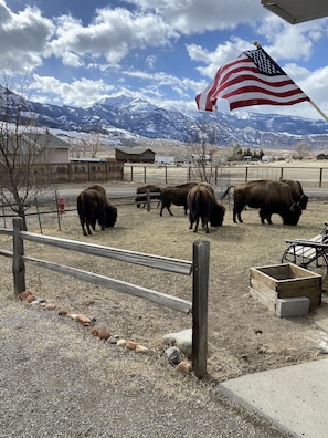 bison grazing in the front yard with views of Electric Peak