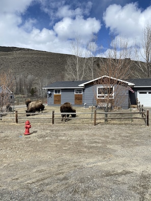 Front yard with bison grazing