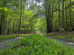 Coming up the driveway. So beautiful for walks!