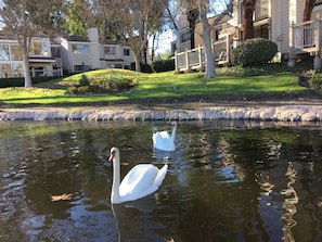 Lake side living