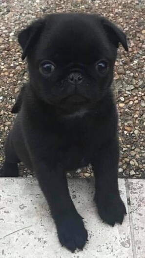 Theodore of “Casa Theodore”❤️