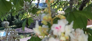 les fleurs du jardin au printemps