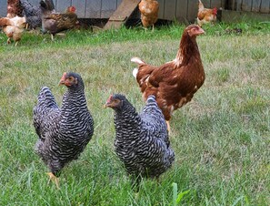 our chickens 