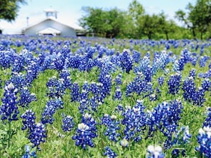 Spring in Texas bring Wildflowers, Blue Bonnets are our favorite!