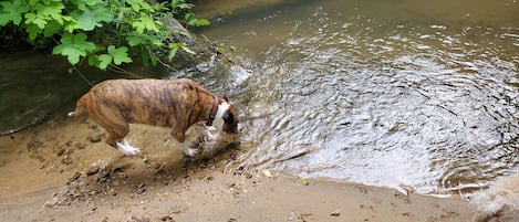 Clear Spring Running water all around 6 Acres. 