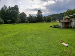 6 Acres of fun in the nature. Summer is filled with Apple trees and Walnuts