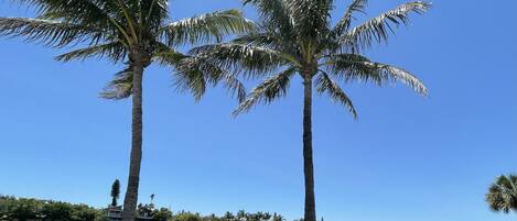 Relaxing water view with frequent dolphin visits