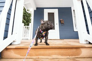 Dog Friendly!