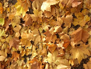 Autumn