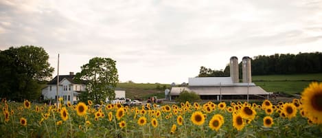 Sunflower overlooking the farm 