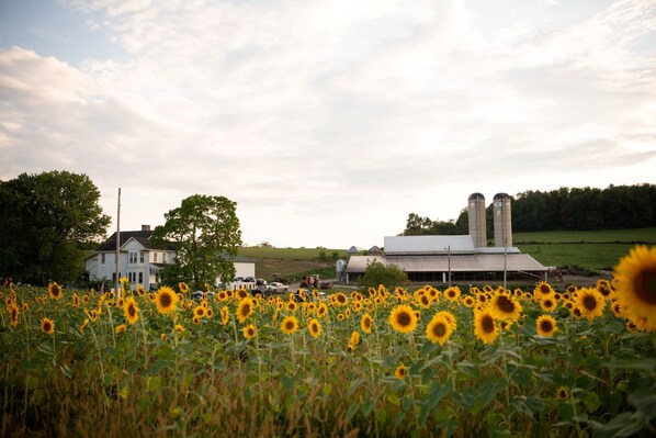 Sunflower overlooking the farm 
