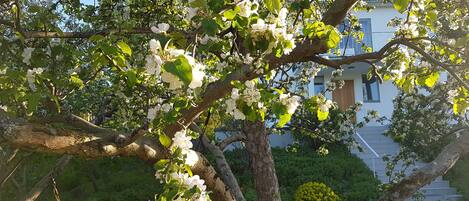 1700 sqm old garden with fruit trees, oaks-trees, berry bushes etc