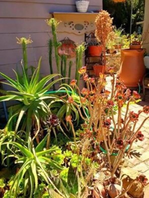  Native succulent garden speaks of ever growing glory...