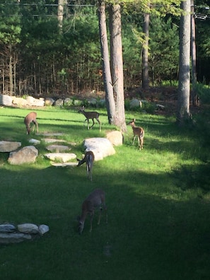 Grassy back lawn, often with deer visiting.