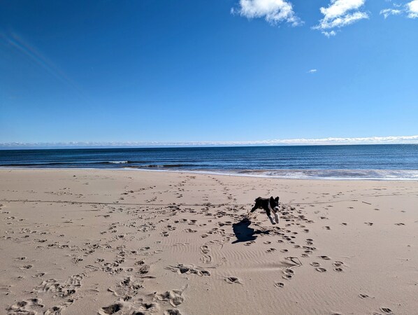 Dog friendly with permission and a pet fee!