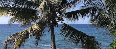 View from your patio !
Direct on the Caribbean Sea 