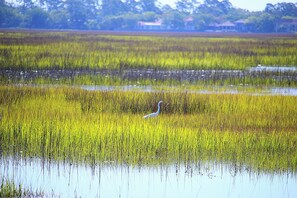 Marsh
