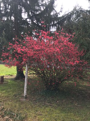 Overnattingsstedets uteområder