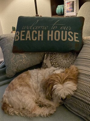 Buddy Approved