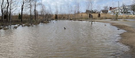 Relax sitting on a bench and watch the ducks in the pond!