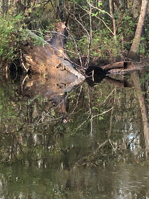 Sometimes you can see the gators sunbathing