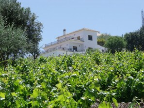 Looking up to Vine Ridge