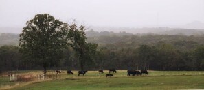 Foggy morning at Sheltop Ranch