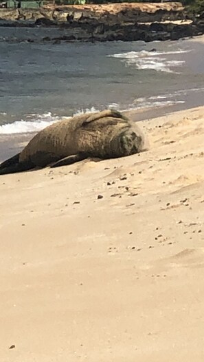 Hawaiian monk seal